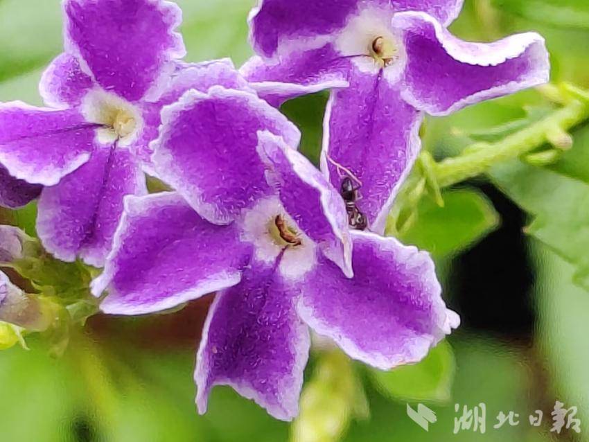 大满惯水果机